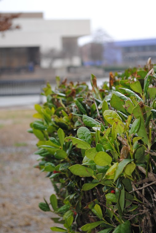 The leaves catch water during the rain on Feb 19.