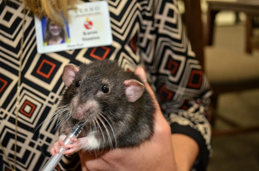 While held by IB coordinator Karen Stanton, Gus peers into the camera. Gus drank medicine for his mild respiratory infection from a syringe. “I’ll sometimes go out [to the cage] and hold them or take a little break,” Stanton said. 