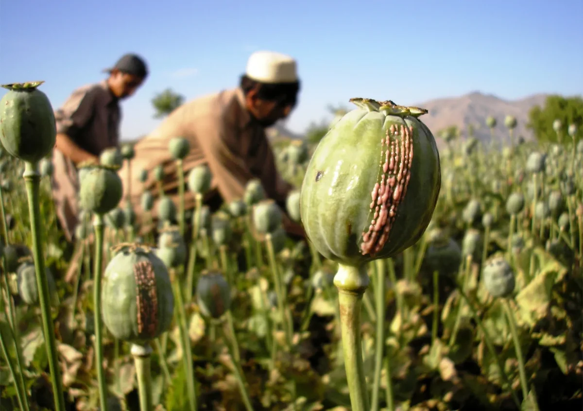 Opium poppy plant photo by Britannica.